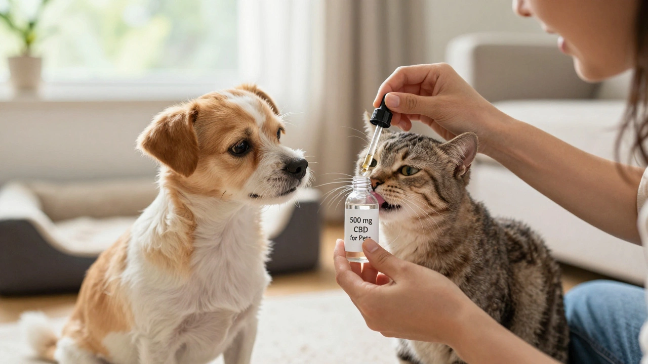 Kolik kapek CBD má mít váš pes nebo kočka?