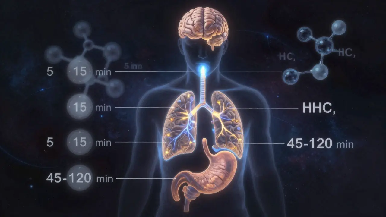Koncepční obrázek cestování HHC v těle: z plic a žaludku do mozku s časovými štítky.