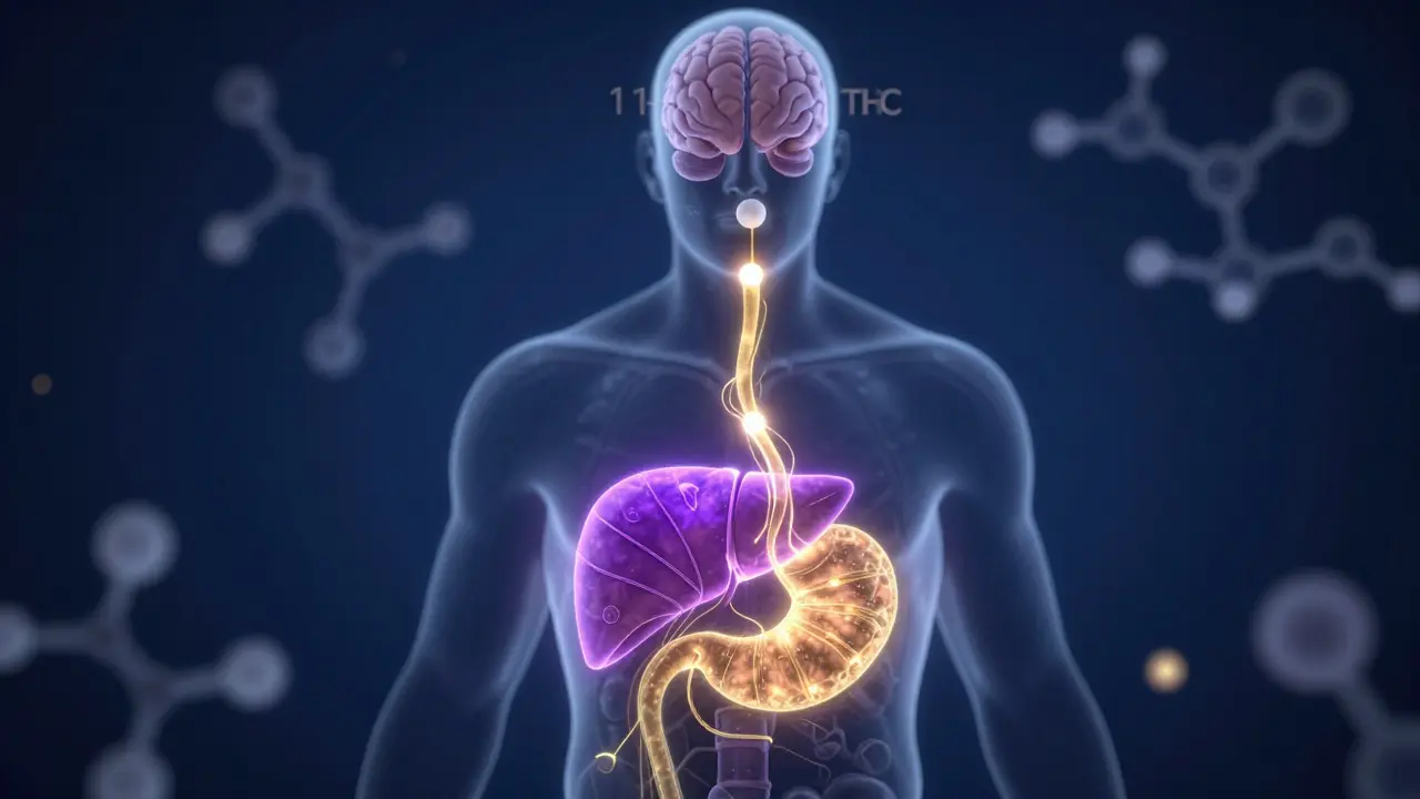 Konceptuální schéma vstřebávání THC z žaludku přes játra do mozku.