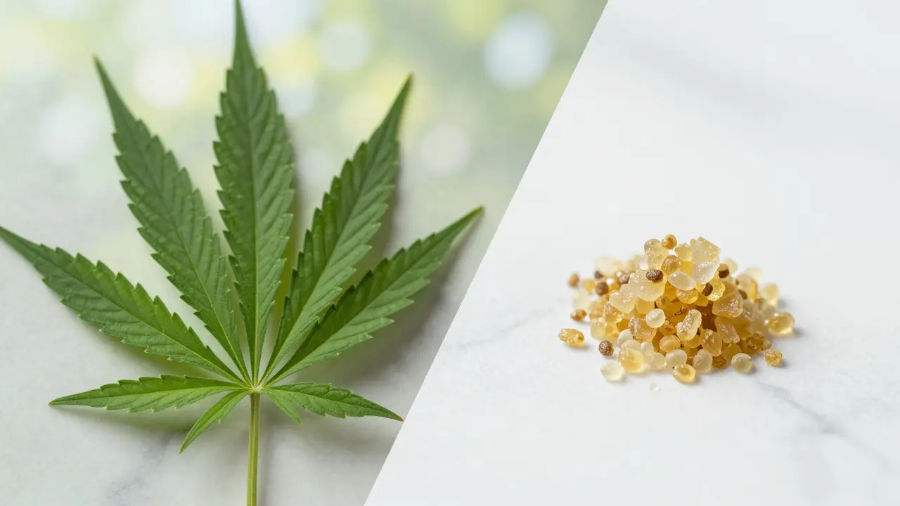 Konceptuální srovnání přirozeného listu konopí a čistého CBD shatteru.