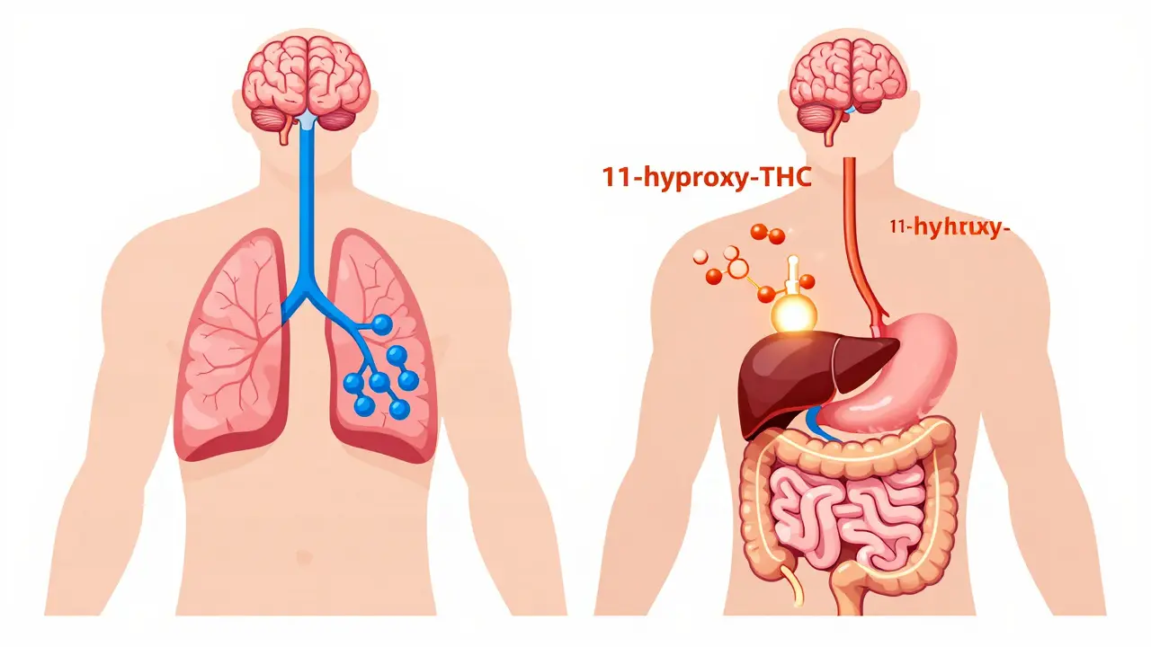 Schéma absorpce THC plicemi versus játry v těle