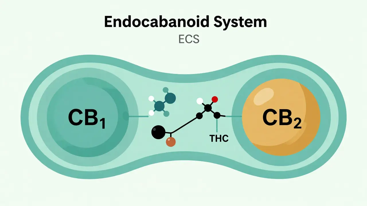 Schéma endokannabionidového systému a receptorů CB1 a CB2