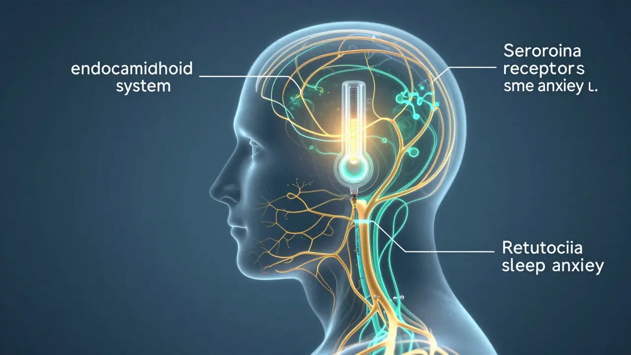 Konceptuální ilustrace endokanabinoidního systému regulujícího spánek