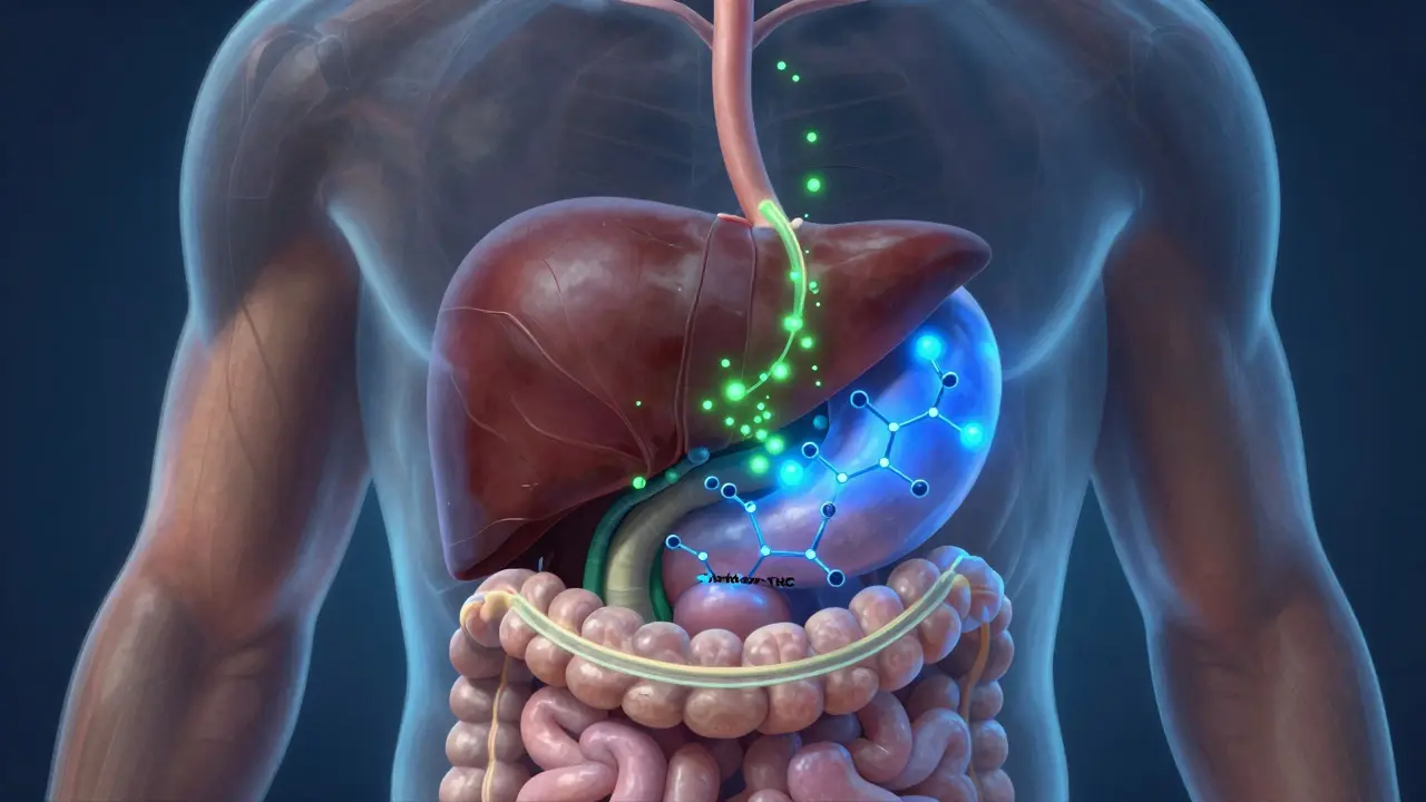 Umělecká ilustrace metabolizace THC v játrech lidského těla